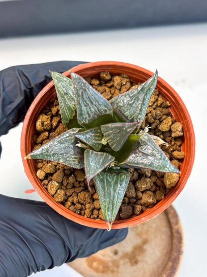 Haworthia Splendens x Badia (wa5) (r16) | Hong Kong Import