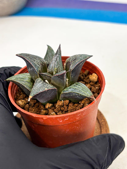 Haworthia Splendens x Badia (wa5) (r16) | Hong Kong Import