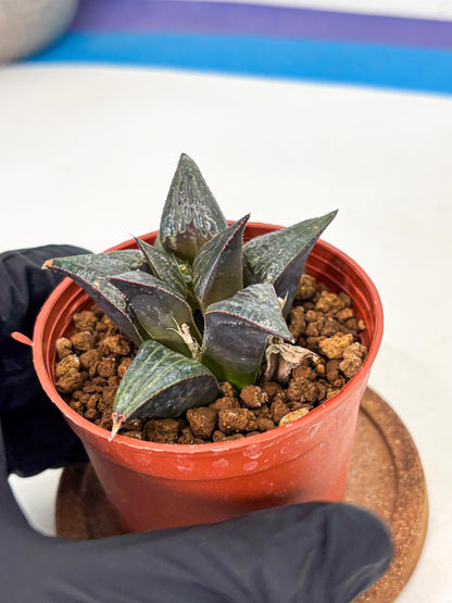 Haworthia Splendens x Badia (wa5) (r16) | Hong Kong Import