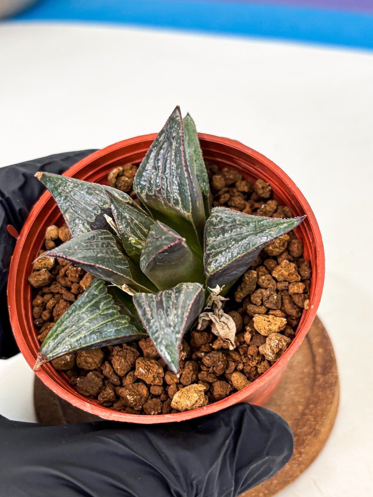 Haworthia Splendens x Badia (wa5) (r16) | Hong Kong Import
