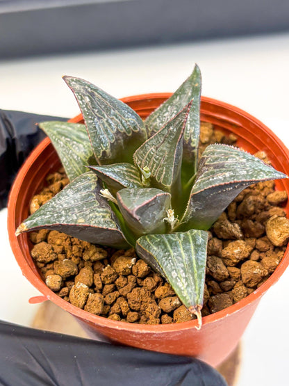 Haworthia Splendens x Badia (wa5) (r16) | Hong Kong Import