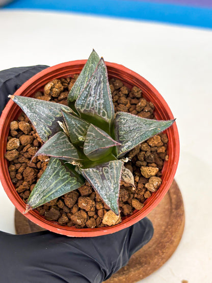 Haworthia Splendens x Badia (wa5) (r16) | Hong Kong Import