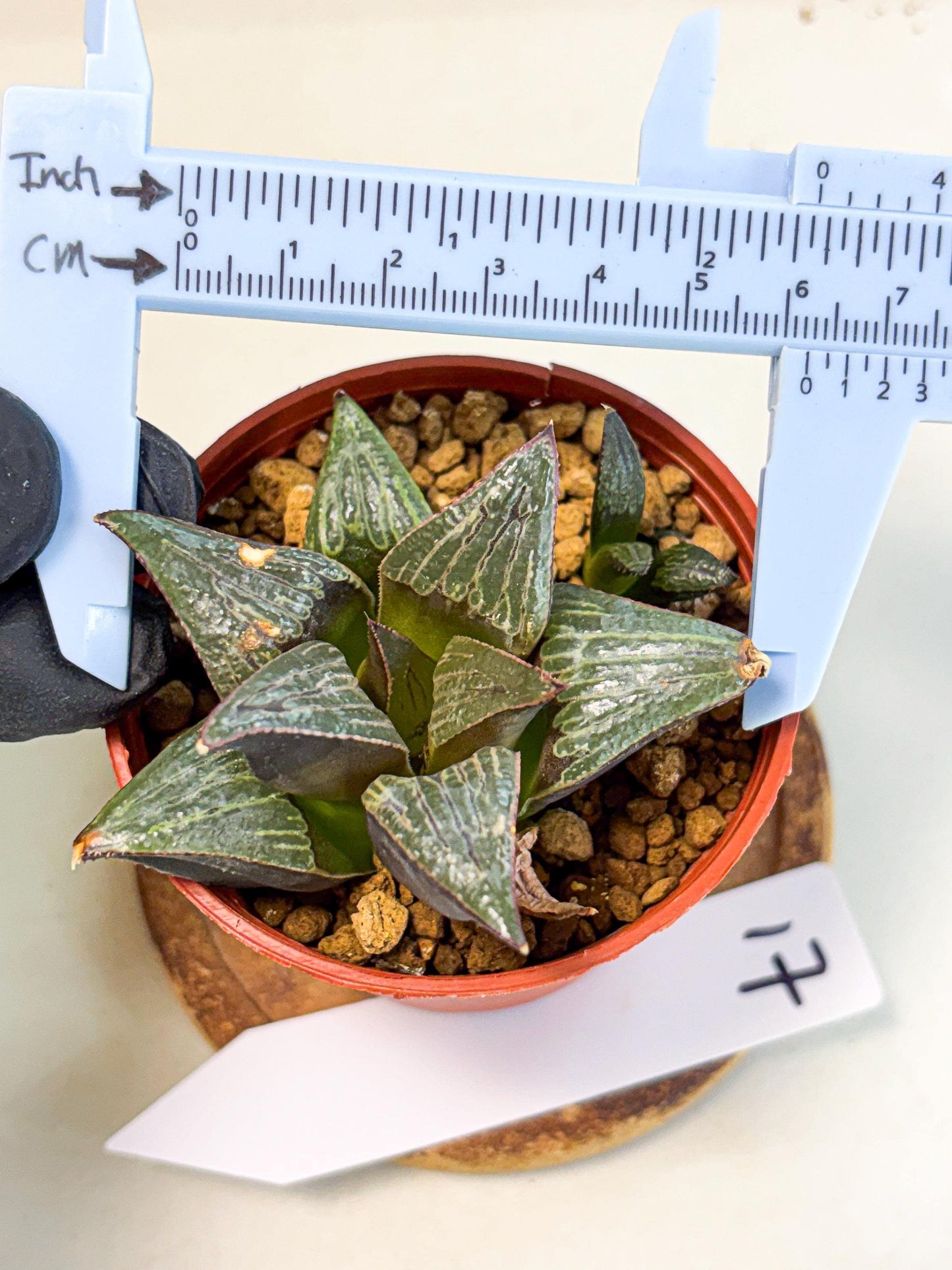 Haworthia Splendens x Badia (wa5) (r17) | Hong Kong Import