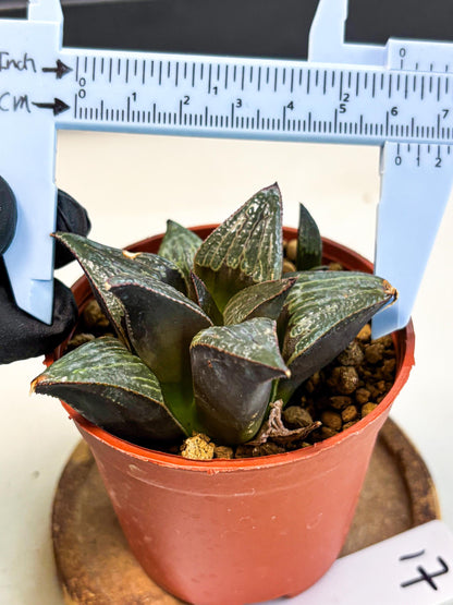 Haworthia Splendens x Badia (wa5) (r17) | Hong Kong Import