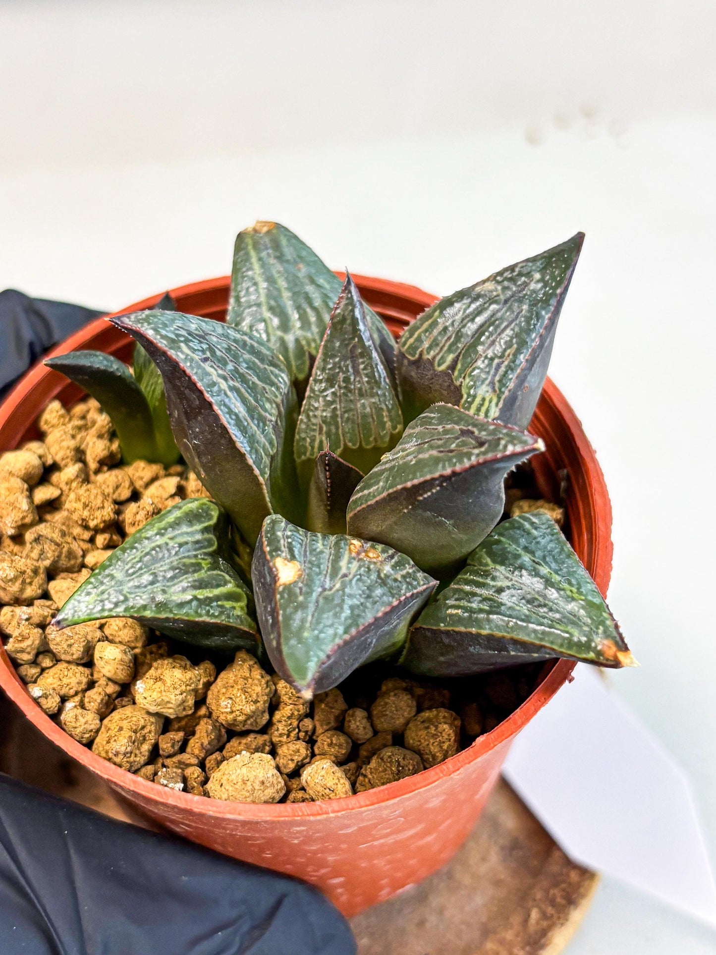 Haworthia Splendens x Badia (wa5) (r17) | Hong Kong Import