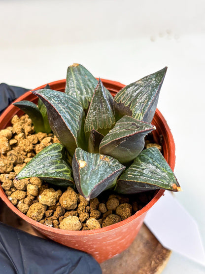Haworthia Splendens x Badia (wa5) (r17) | Hong Kong Import