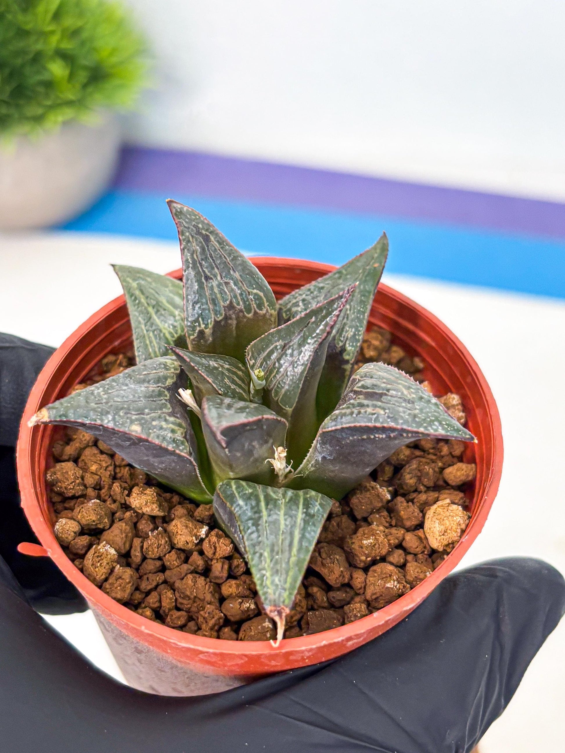 Haworthia Splendens x Badia (wa5) (r16) | Hong Kong Import