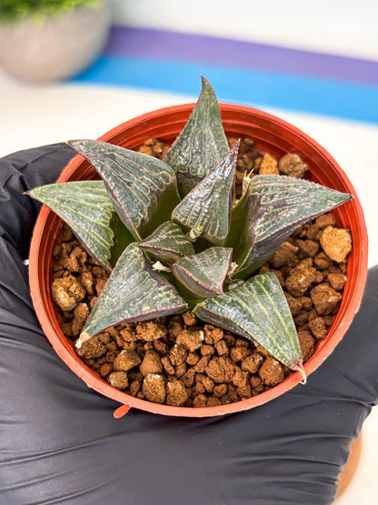 Haworthia Splendens x Badia (wa5) (r16) | Hong Kong Import