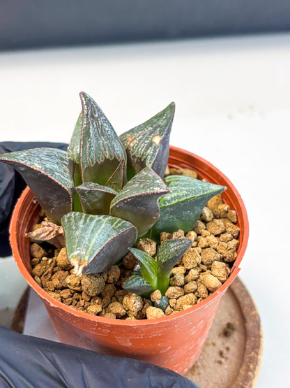 Haworthia Splendens x Badia (wa5) (r17) | Hong Kong Import