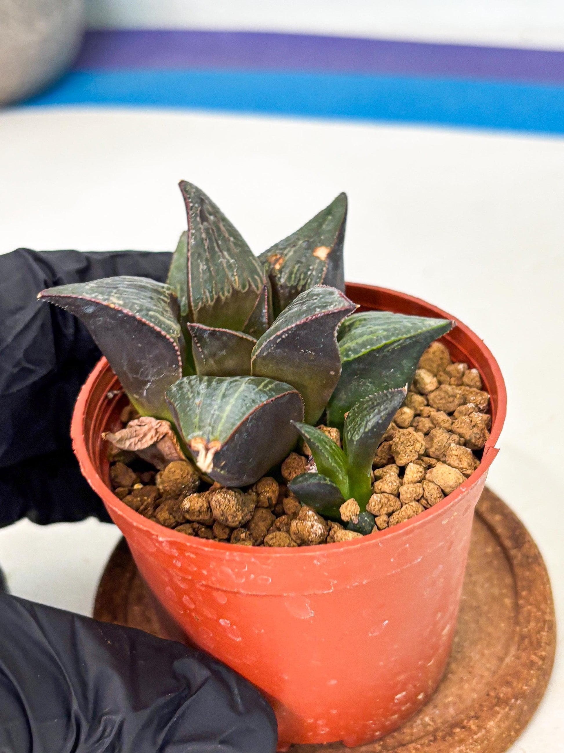 Haworthia Splendens x Badia (wa5) (r17) | Hong Kong Import