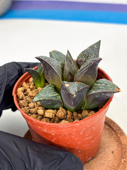 Haworthia Splendens x Badia (wa5) (r17) | Hong Kong Import