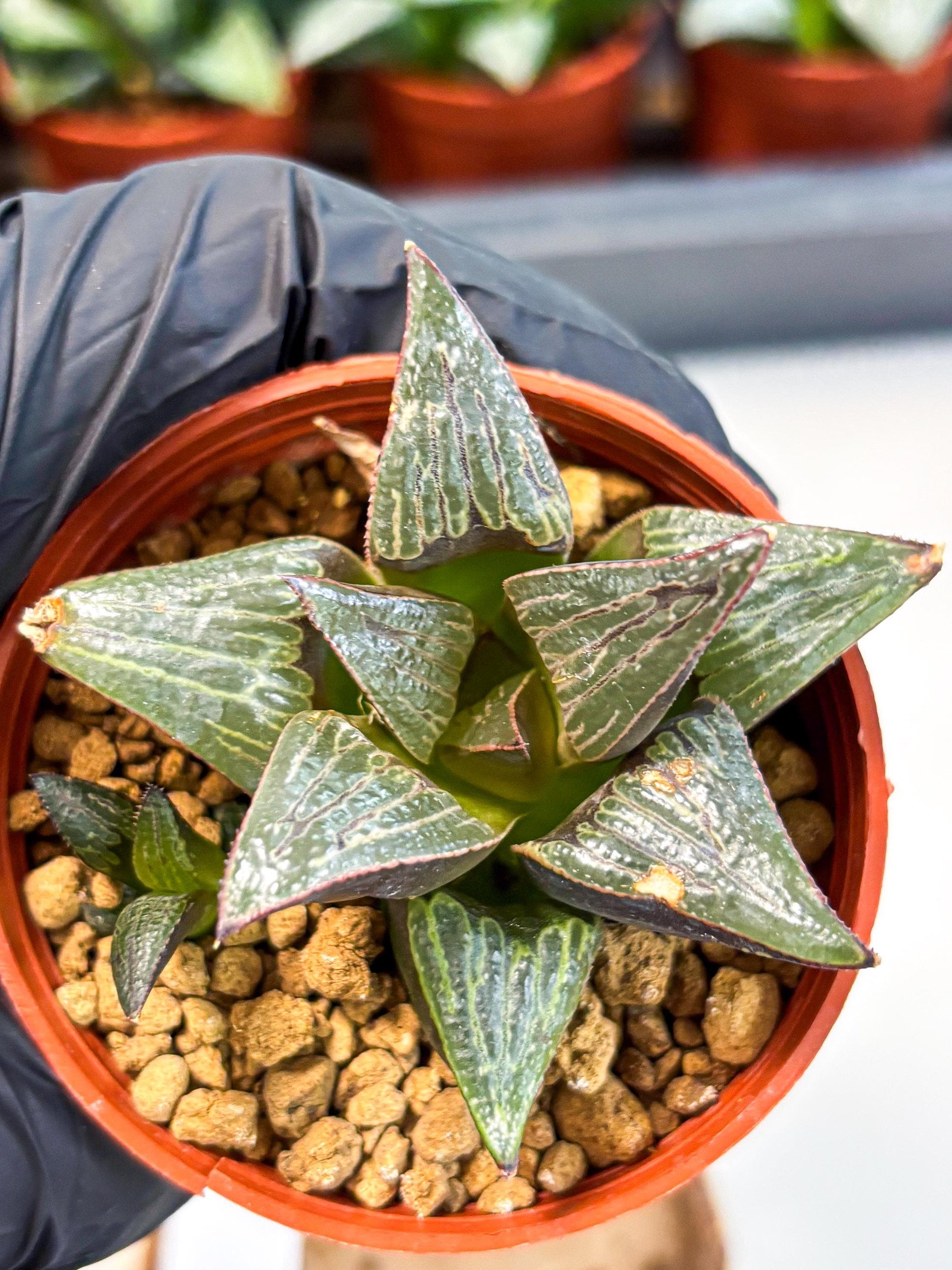 Haworthia Splendens x Badia (wa5) (r17) | Hong Kong Import