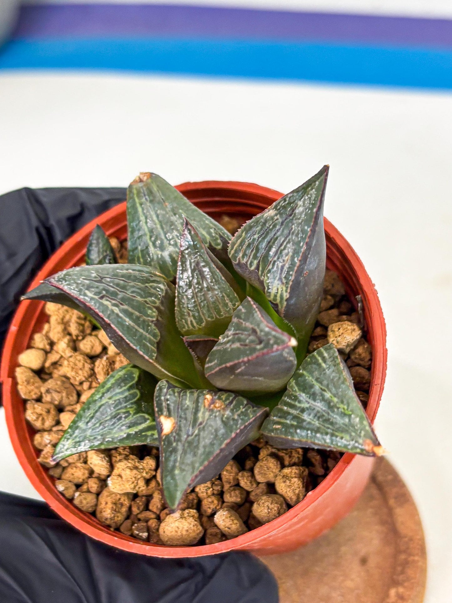 Haworthia Splendens x Badia (wa5) (r17) | Hong Kong Import