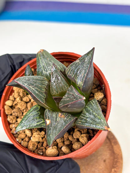 Haworthia Splendens x Badia (wa5) (r17) | Hong Kong Import