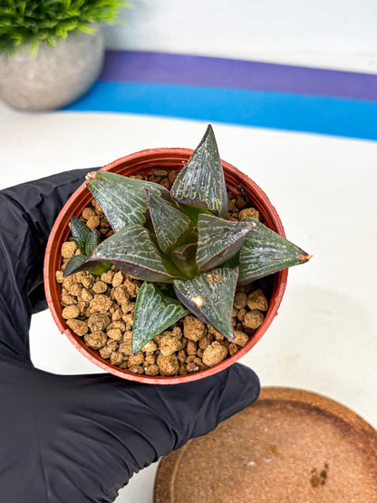 Haworthia Splendens x Badia (wa5) (r17) | Hong Kong Import