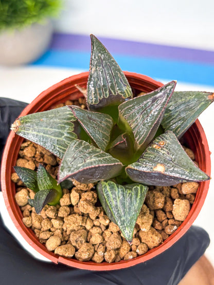 Haworthia Splendens x Badia (wa5) (r17) | Hong Kong Import