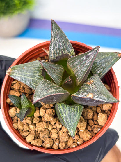 Haworthia Splendens x Badia (wa5) (r17) | Hong Kong Import