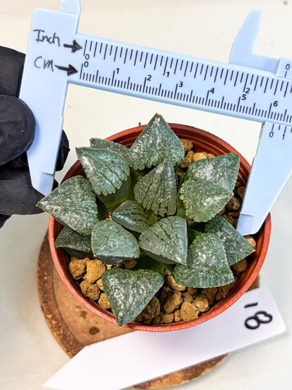 Haworthia Xianggua Dao (wa5) (r18) | Hong Kong Import