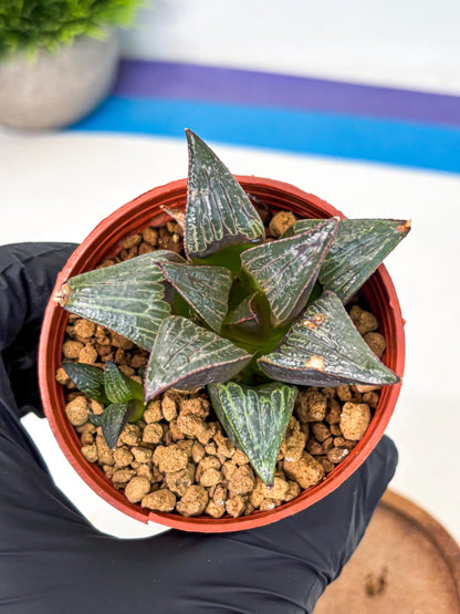 Haworthia Splendens x Badia (wa5) (r17) | Hong Kong Import