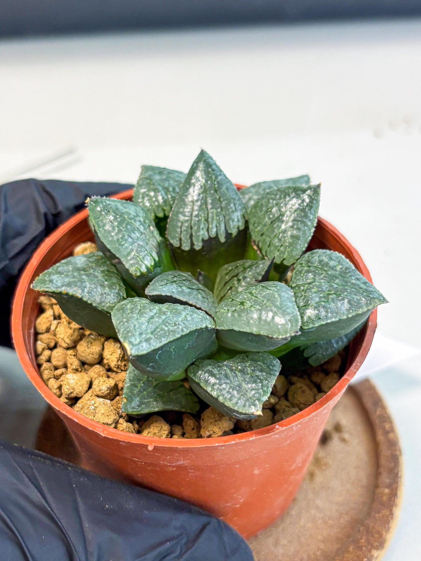 Haworthia Xianggua Dao (wa5) (r18) | Hong Kong Import