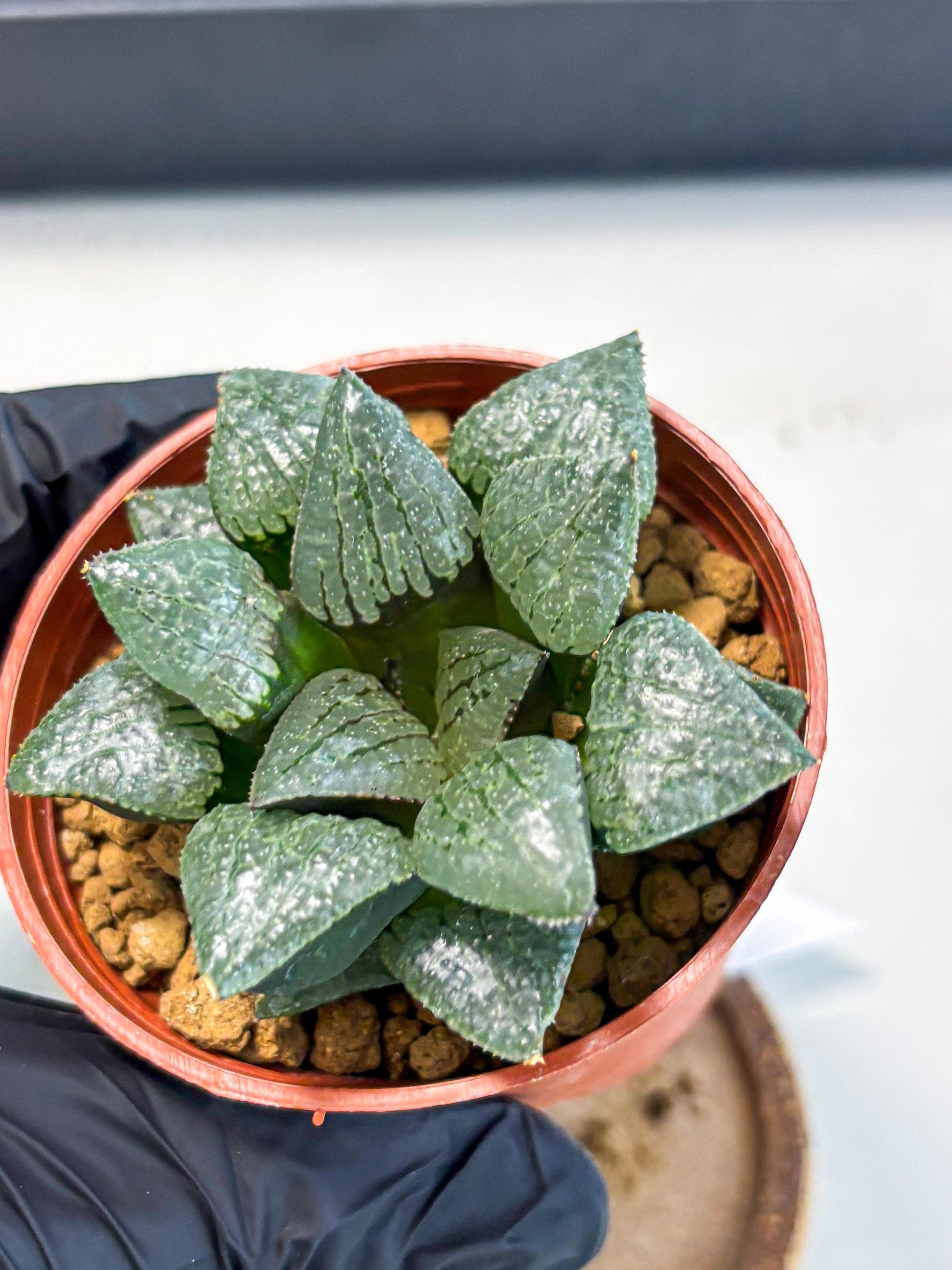 Haworthia Xianggua Dao (wa5) (r18) | Hong Kong Import