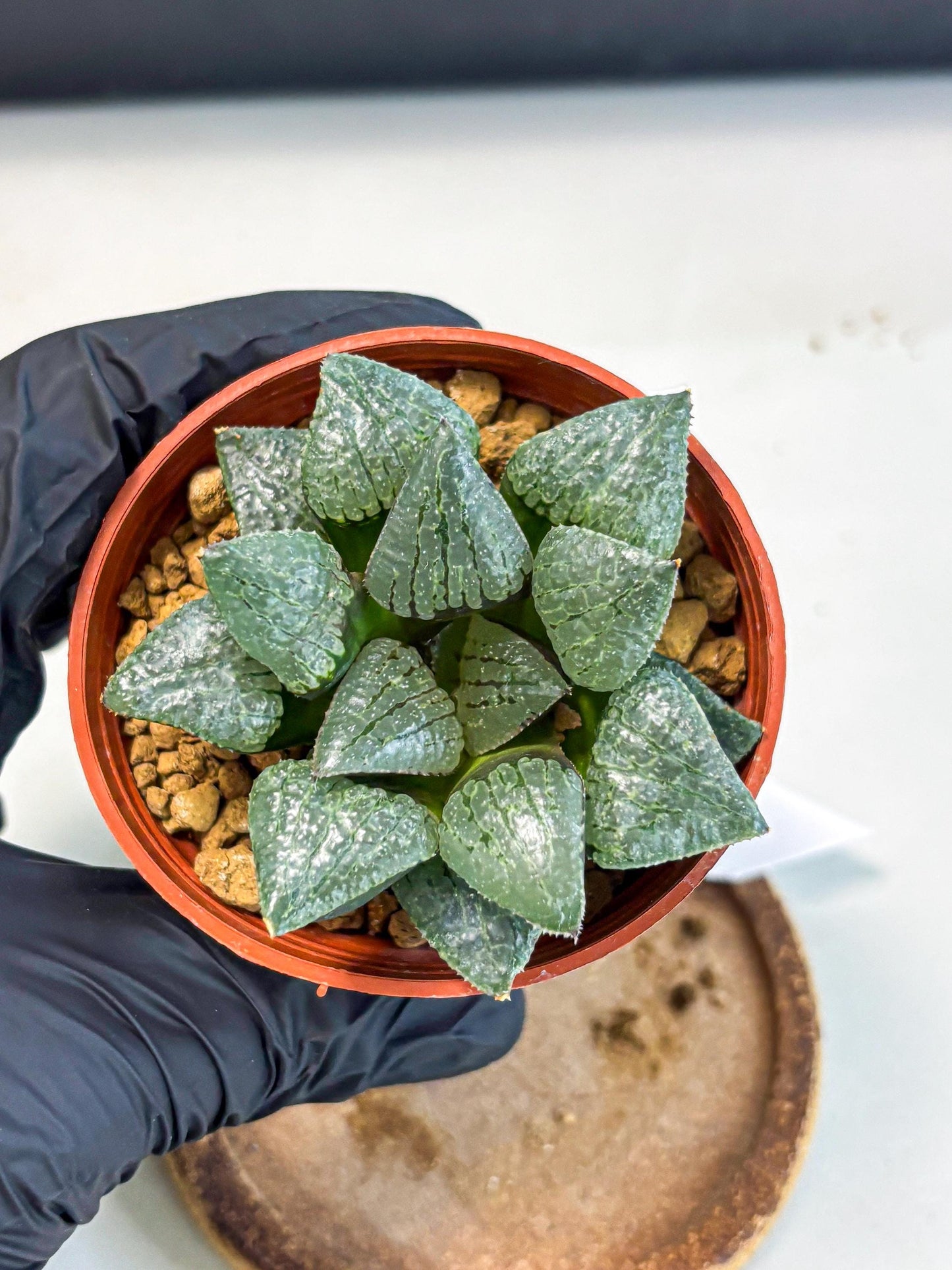 Haworthia Xianggua Dao (wa5) (r18) | Hong Kong Import