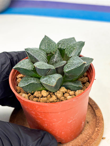Haworthia Xianggua Dao (wa5) (r18) | Hong Kong Import