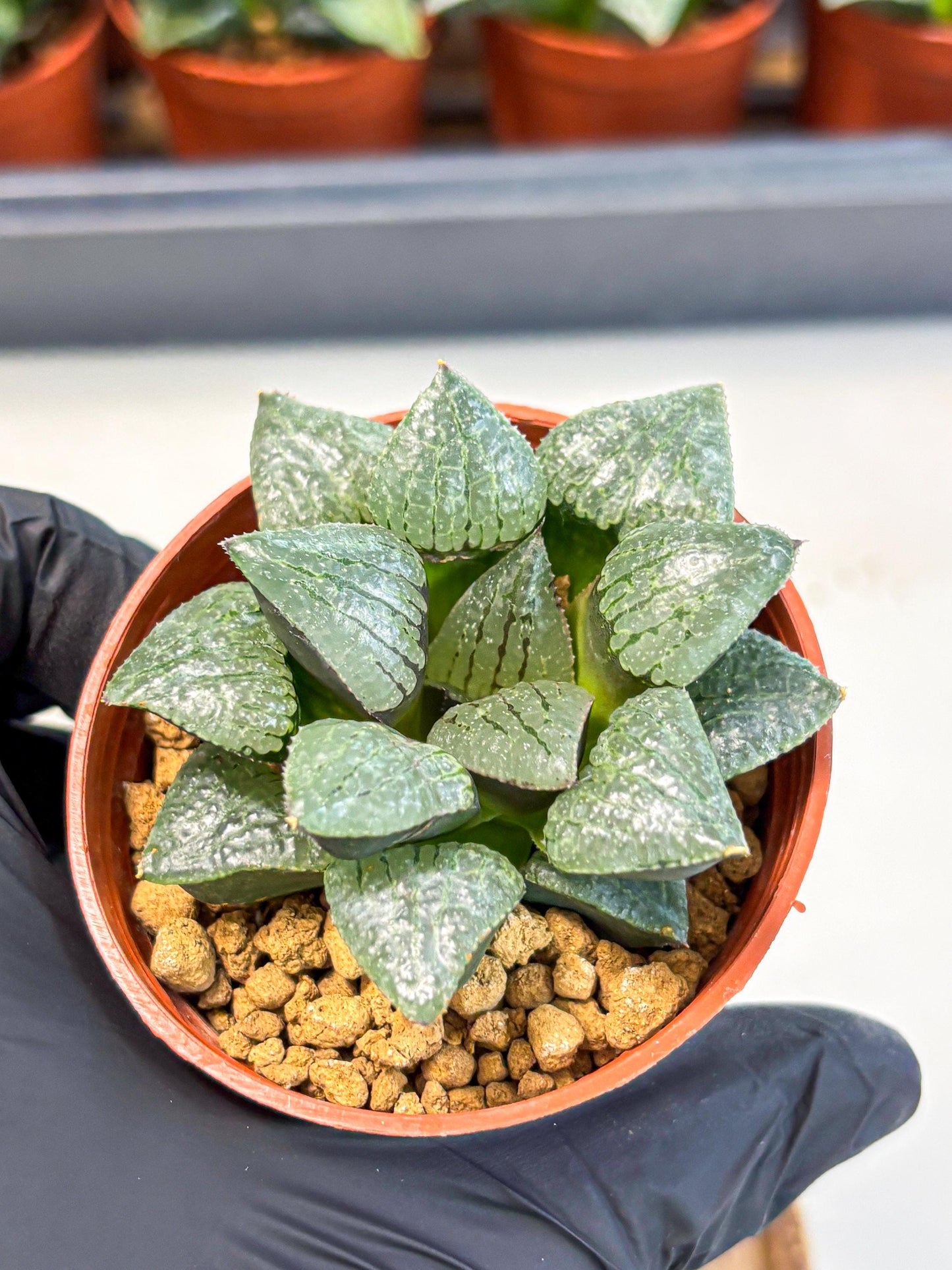 Haworthia Xianggua Dao (wa5) (r18) | Hong Kong Import