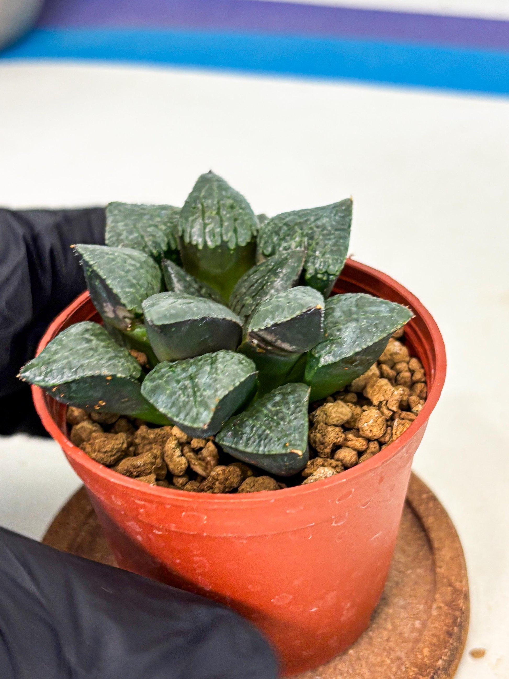 Haworthia Xianggua Dao (wa5) (r18) | Hong Kong Import