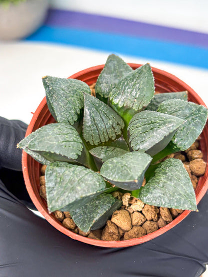Haworthia Xianggua Dao (wa5) (r18) | Hong Kong Import