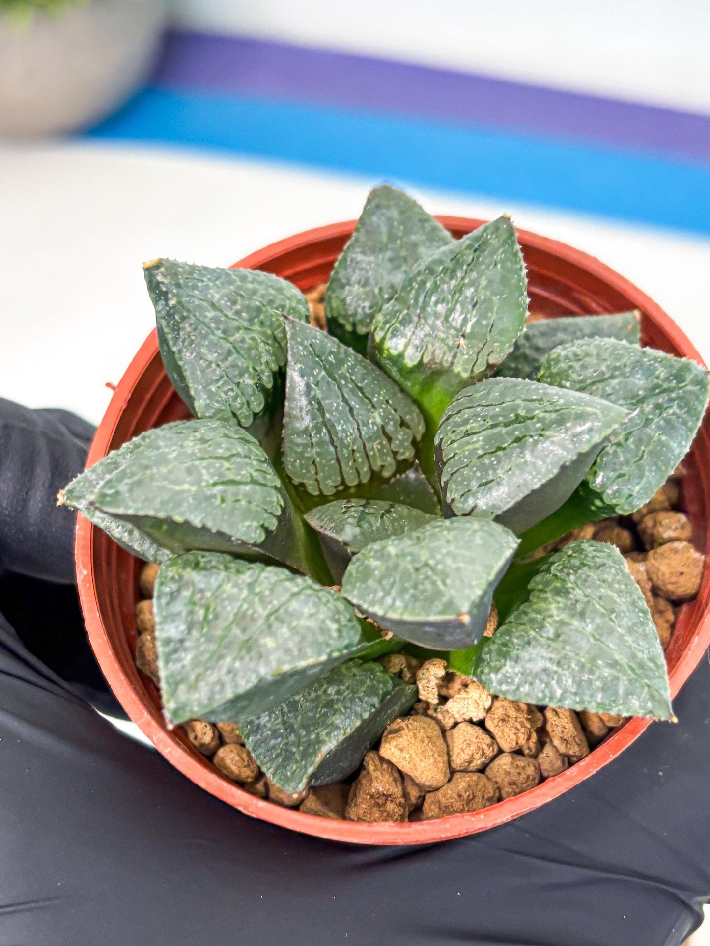 Haworthia Xianggua Dao (wa5) (r18) | Hong Kong Import