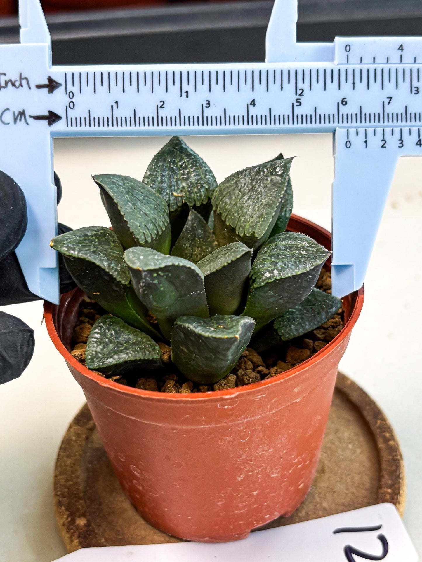 Haworthia Xianggua Dao (wa5) (b12) | Rare Import