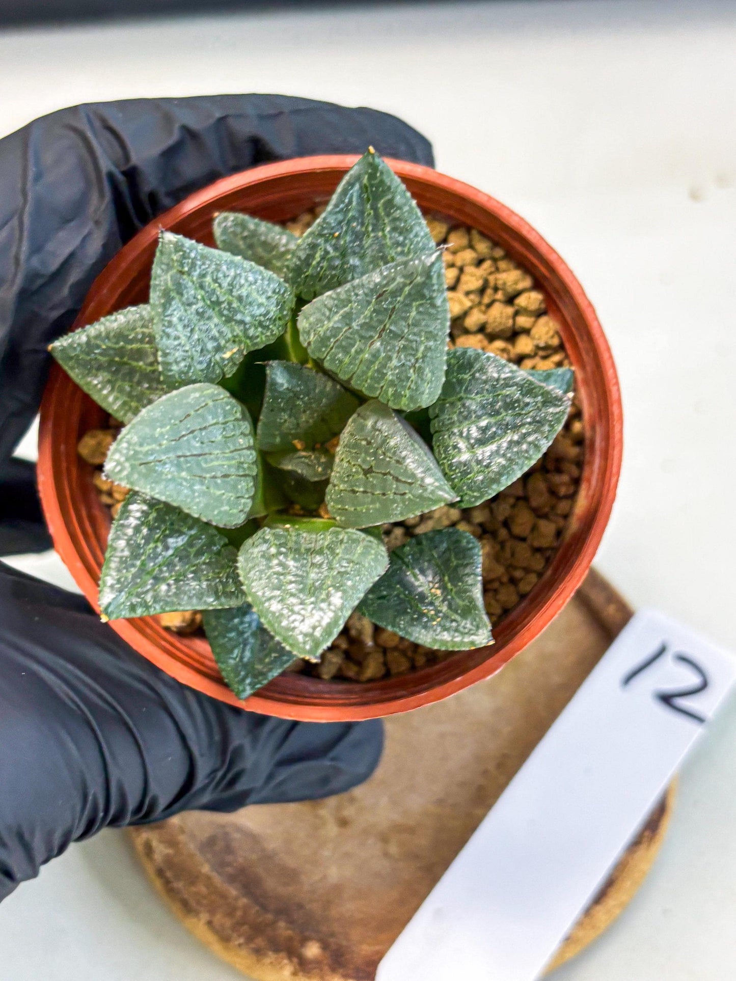 Haworthia Xianggua Dao (wa5) (b12) | Rare Import