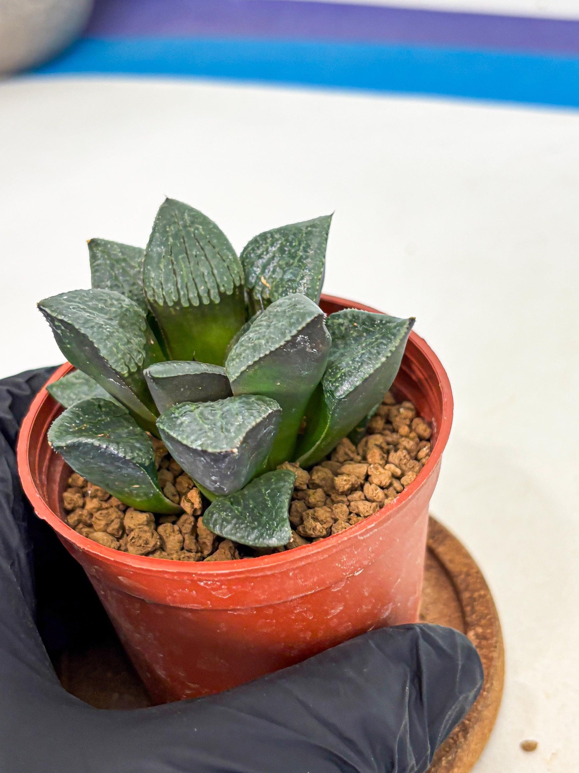 Haworthia Xianggua Dao (wa5) (b12) | Rare Import