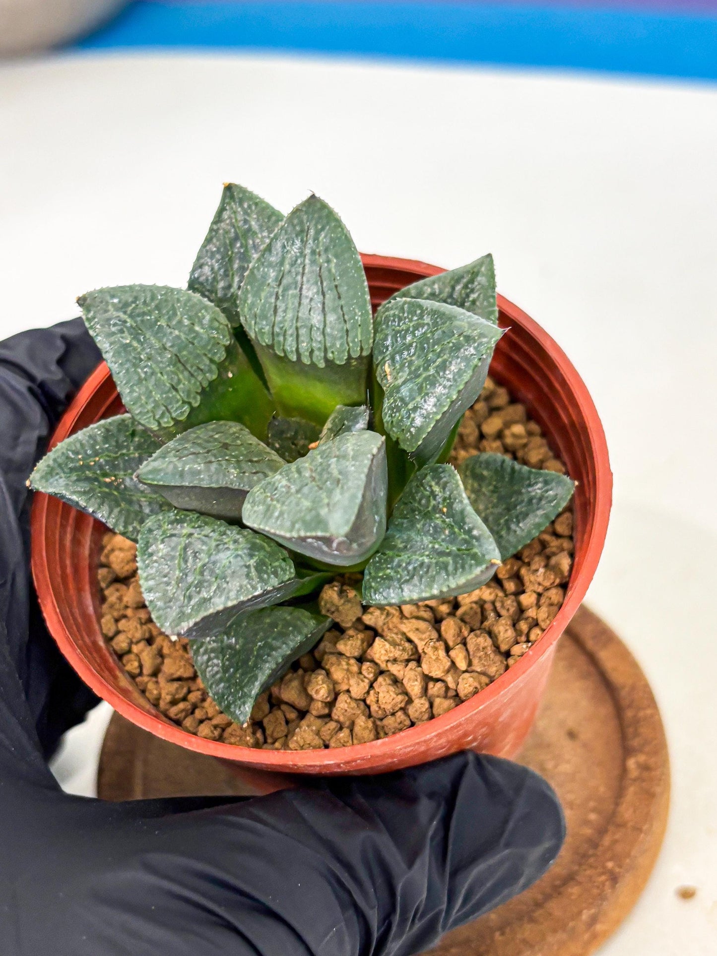 Haworthia Xianggua Dao (wa5) (b12) | Rare Import