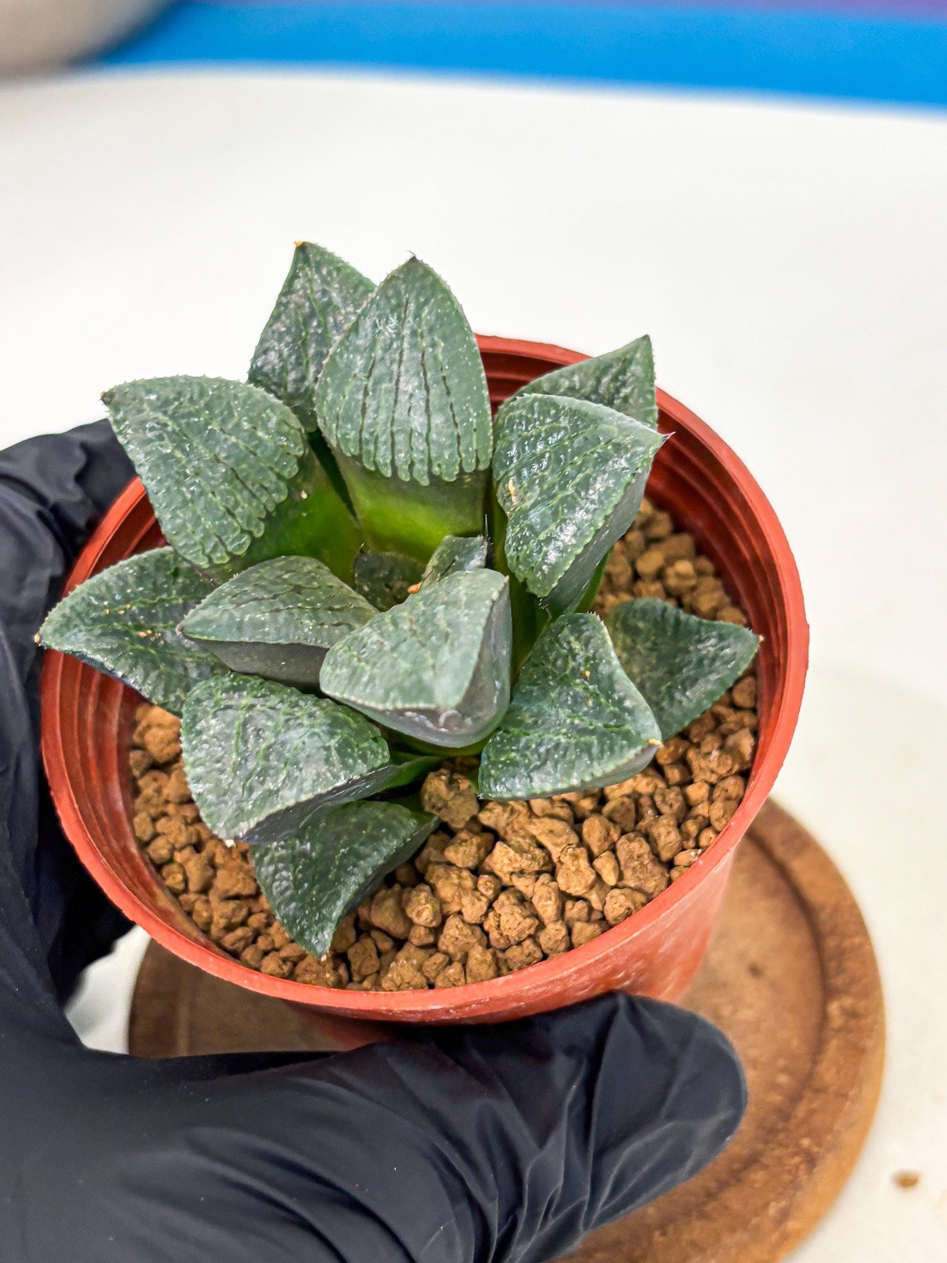 Haworthia Xianggua Dao (wa5) (b12) | Rare Import