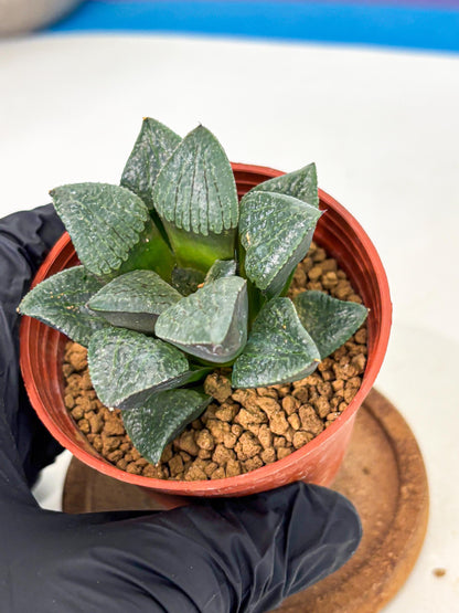 Haworthia Xianggua Dao (wa5) (b12) | Rare Import