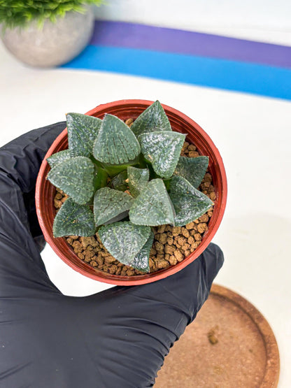 Haworthia Xianggua Dao (wa5) (b12) | Rare Import