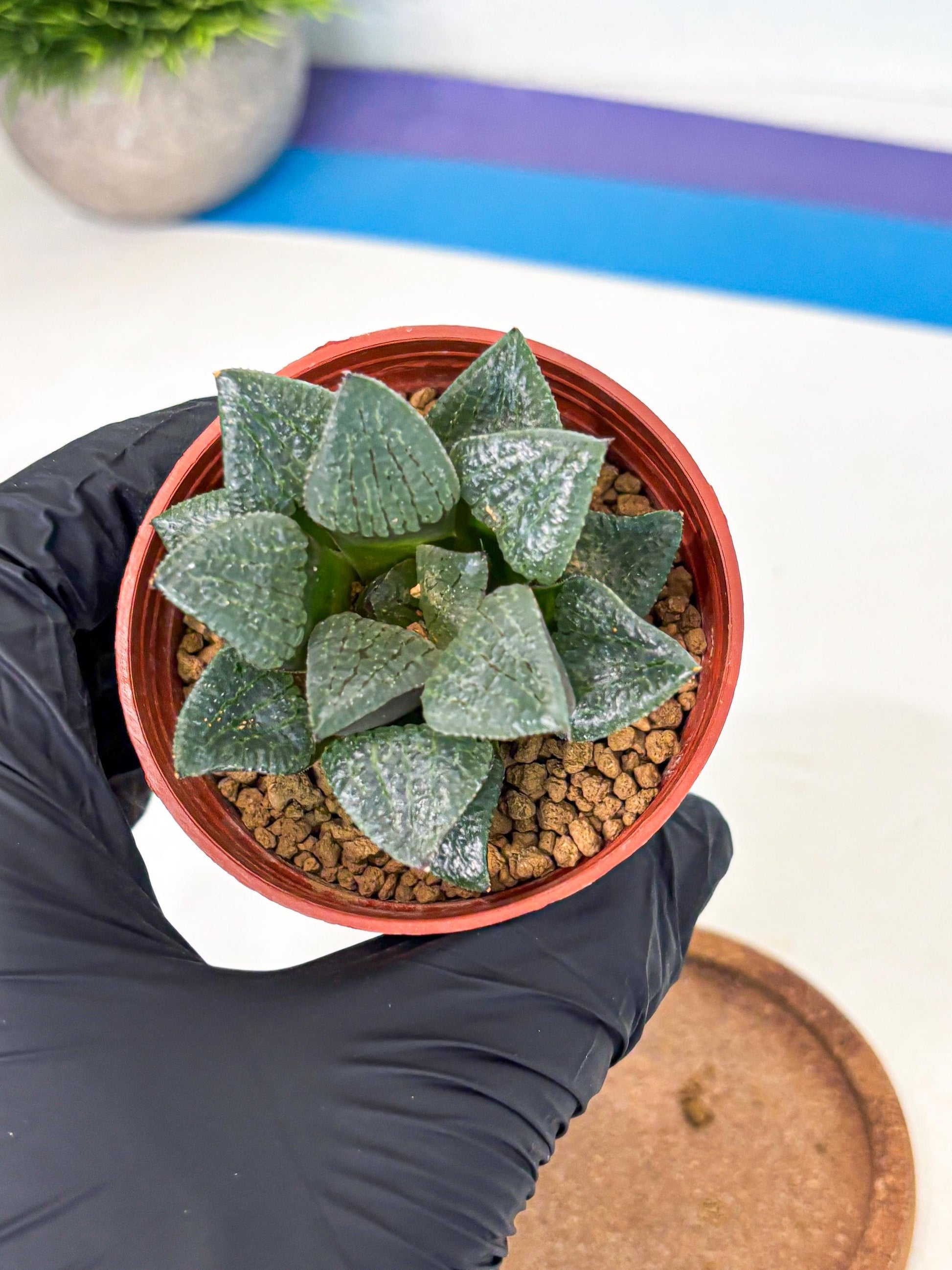 Haworthia Xianggua Dao (wa5) (b12) | Rare Import