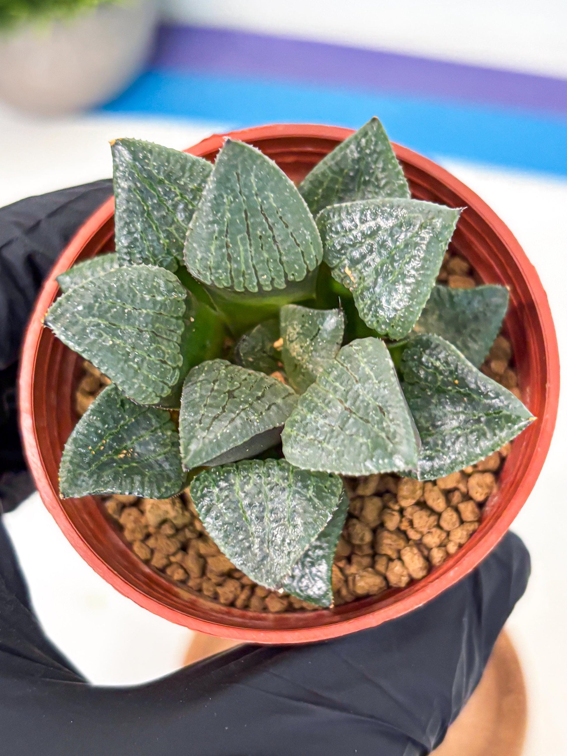 Haworthia Xianggua Dao (wa5) (b12) | Rare Import