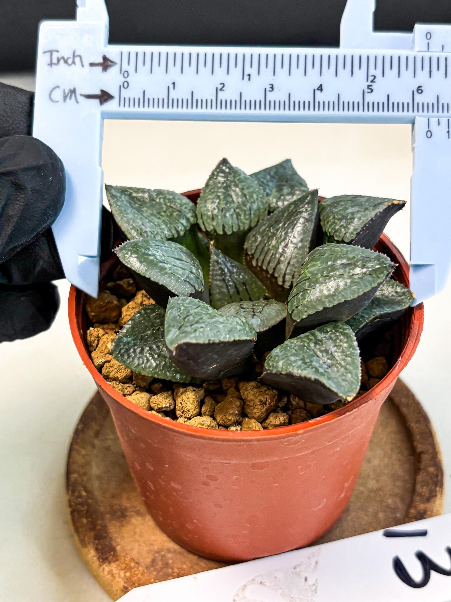 Haworthia Xianggua Dao (wa5) (b13) | Rare Import