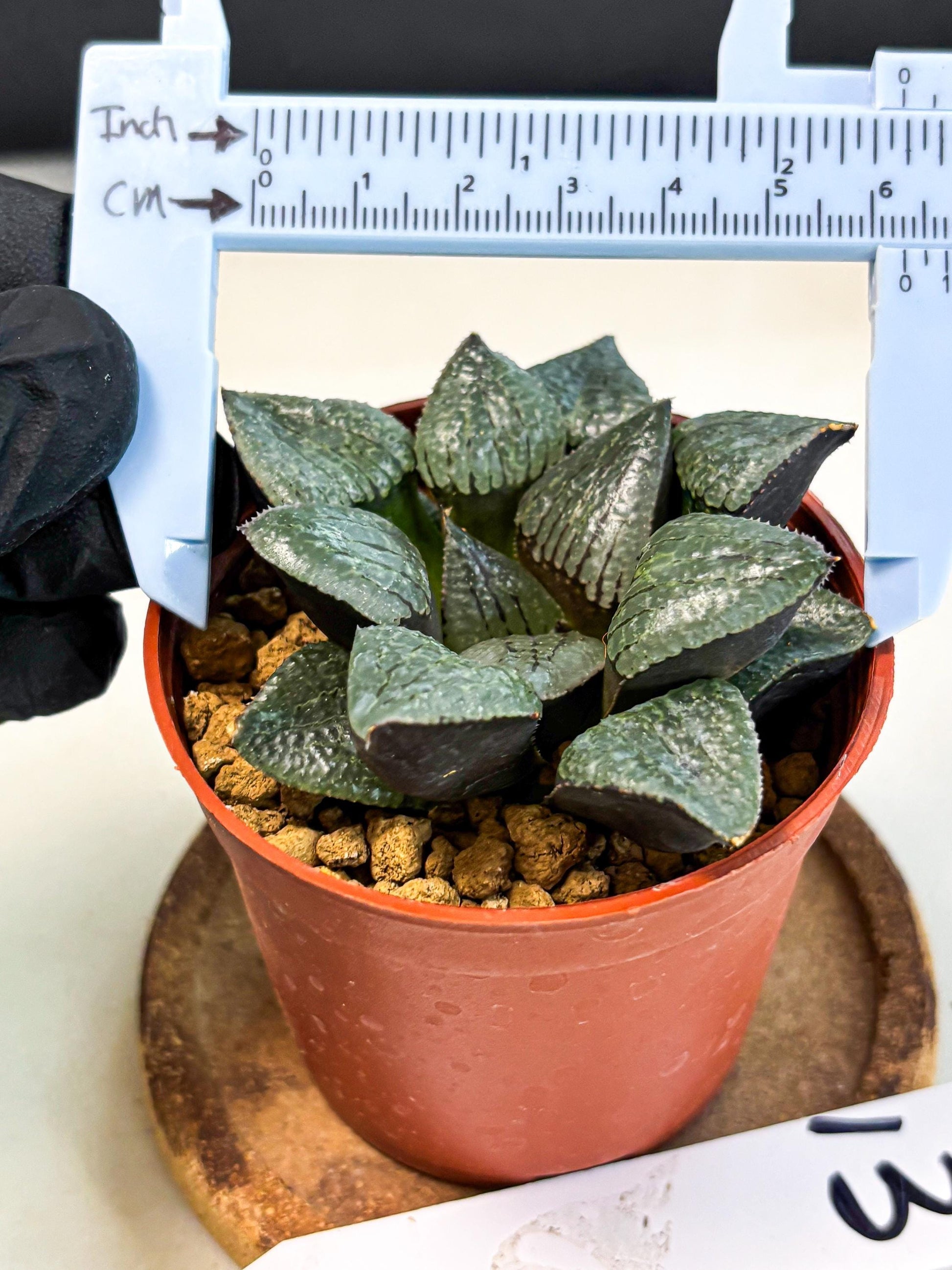 Haworthia Xianggua Dao (wa5) (b13) | Rare Import
