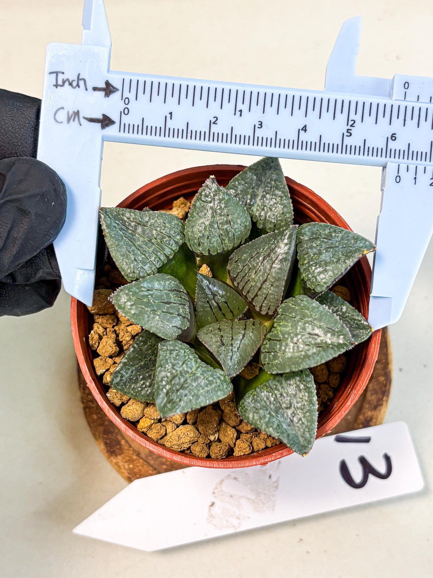 Haworthia Xianggua Dao (wa5) (b13) | Rare Import