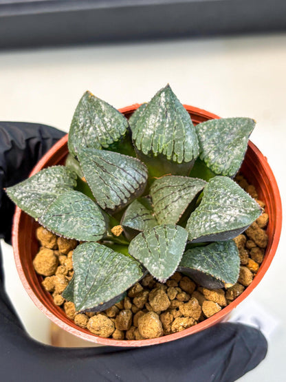Haworthia Xianggua Dao (wa5) (b13) | Rare Import