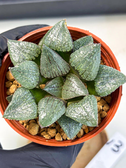 Haworthia Xianggua Dao (wa5) (b13) | Rare Import