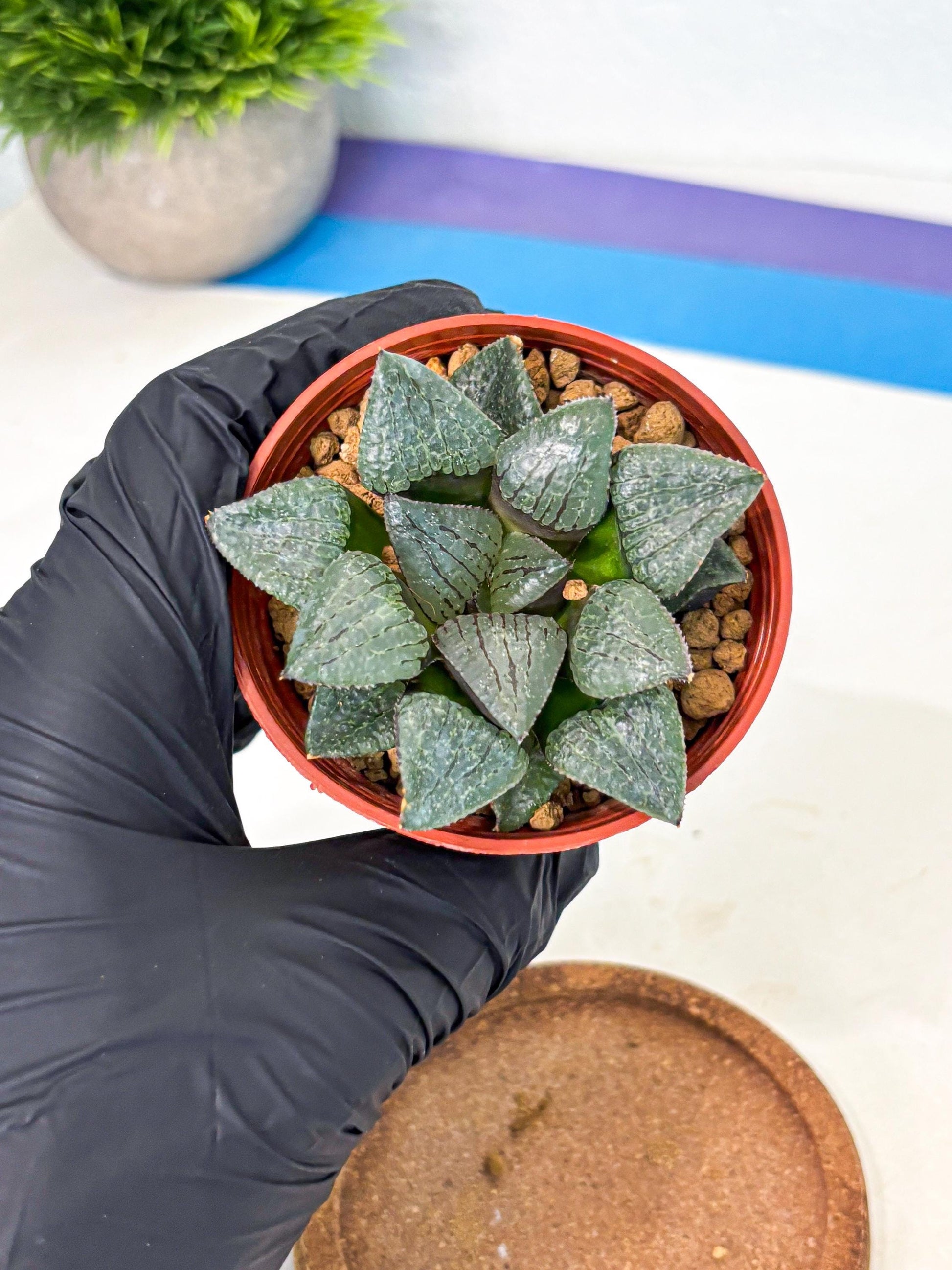 Haworthia Xianggua Dao (wa5) (b13) | Rare Import