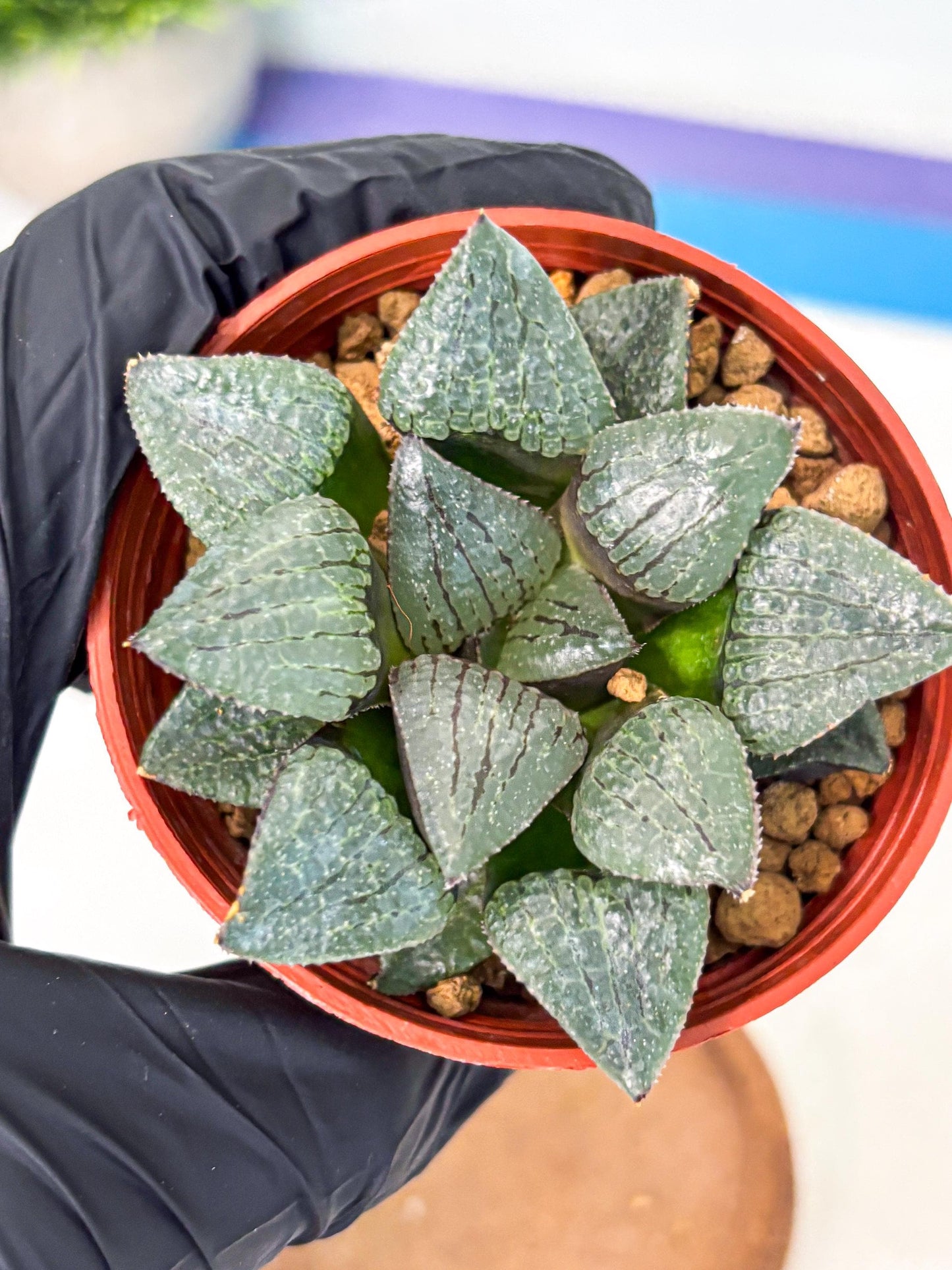 Haworthia Xianggua Dao (wa5) (b13) | Rare Import