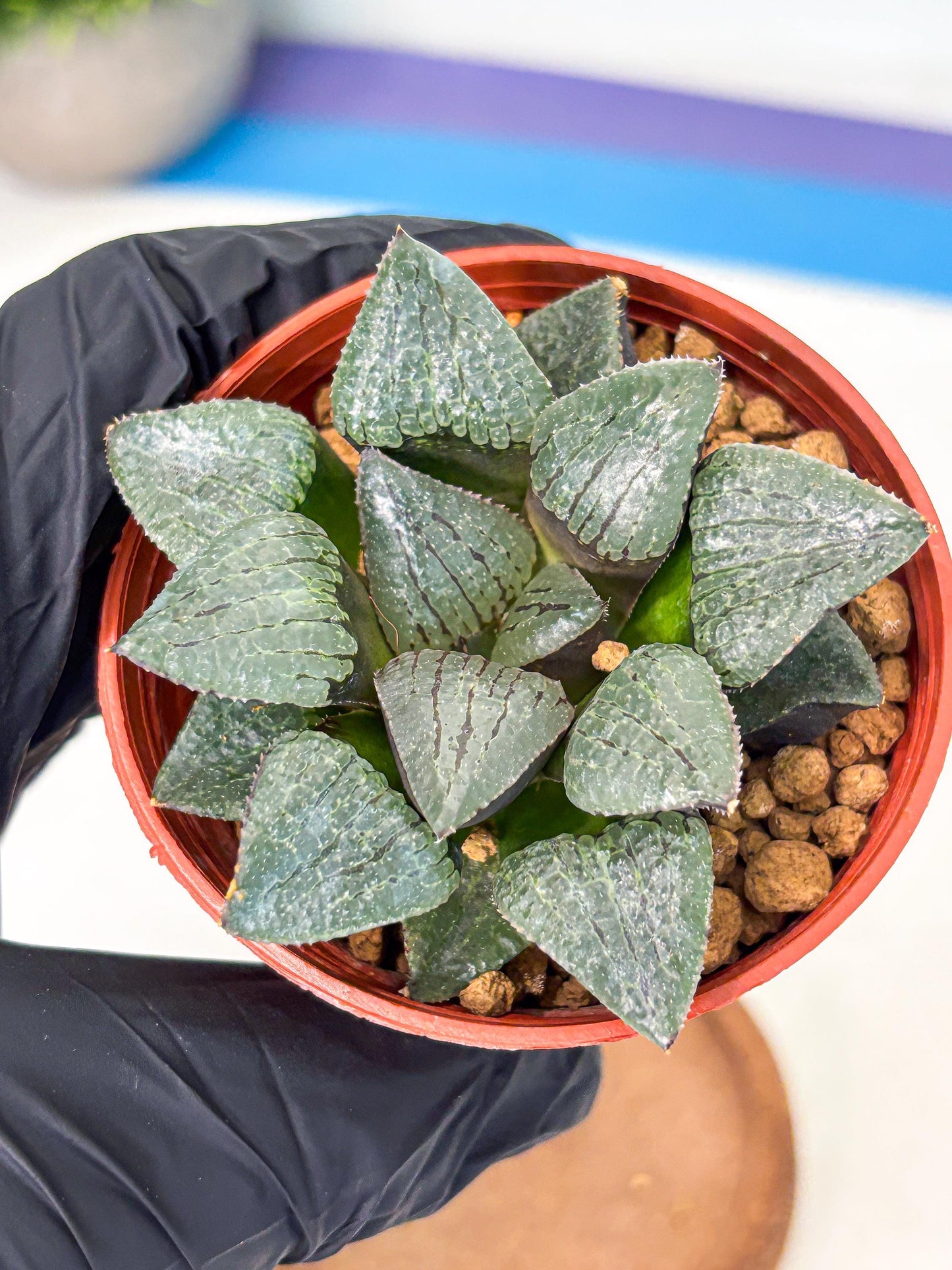 Haworthia Xianggua Dao (wa5) (b13) | Rare Import