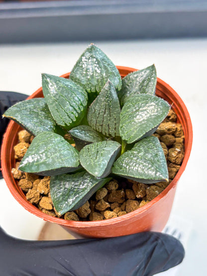 Haworthia Xianggua Dao (wa5) (b14) | Rare Import