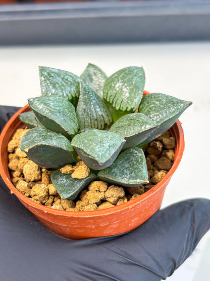 Haworthia Xianggua Dao (wa5) (b14) | Rare Import